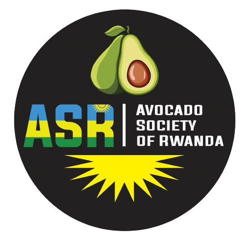 Avocado Rwanda Avocado Society of Rwanda | Empowering Avocado Producers